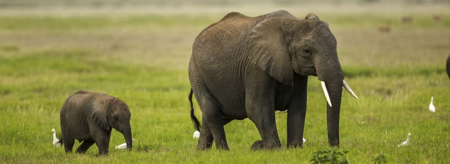 Image N°10 de Depuis Nairobi : Excursion d'une journée au parc national d'Amboseli activité à Province centrale du Kenya, publiée par le prestataire