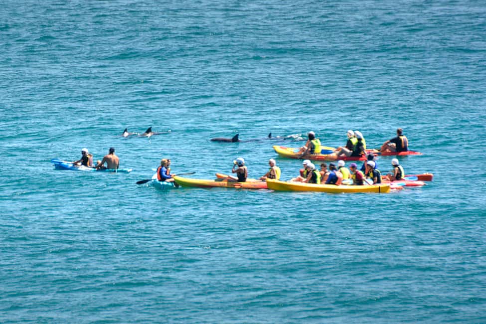 bild nr.13 av Byron Bay: Byron Bay-turen med havskajak aktivitet i Byron Bay, uppladdad av arrangören