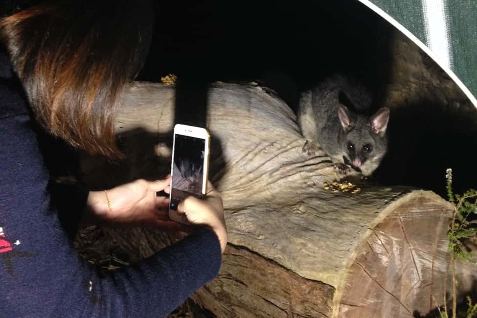 image n.3 of Busselton: Nocturnal Animal Tour activity in Busselton, uploaded by supplier
