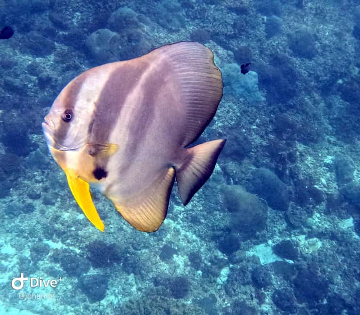 Immagine nº 13 di Muscat: Tour di snorkeling delle isole Daymaniat con rinfresco attività a Oman, caricata dal fornitore