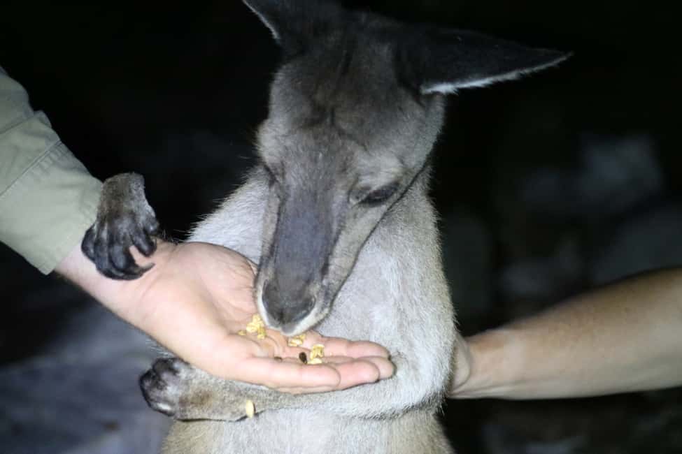 image n.4 of Busselton: Nocturnal Animal Tour activity in Busselton, uploaded by supplier