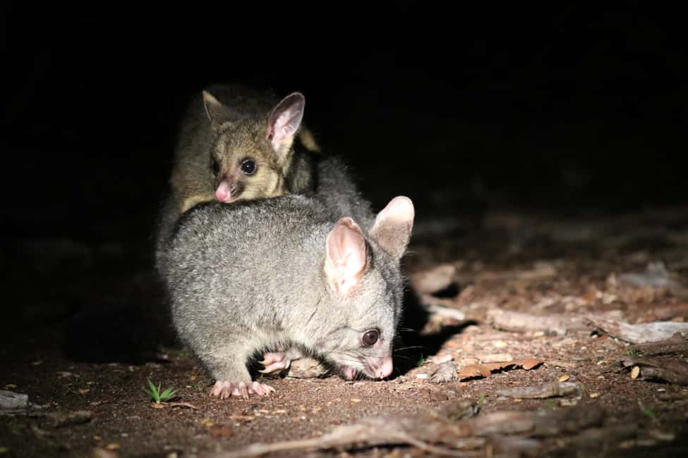 image n.8 of Busselton: Nocturnal Animal Tour activity in Busselton, uploaded by supplier