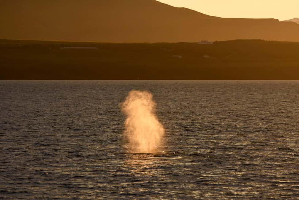 Image N°3 de Akureyri : observation des baleines sous le soleil de minuit activité à Norðurland eystra, publiée par le prestataire