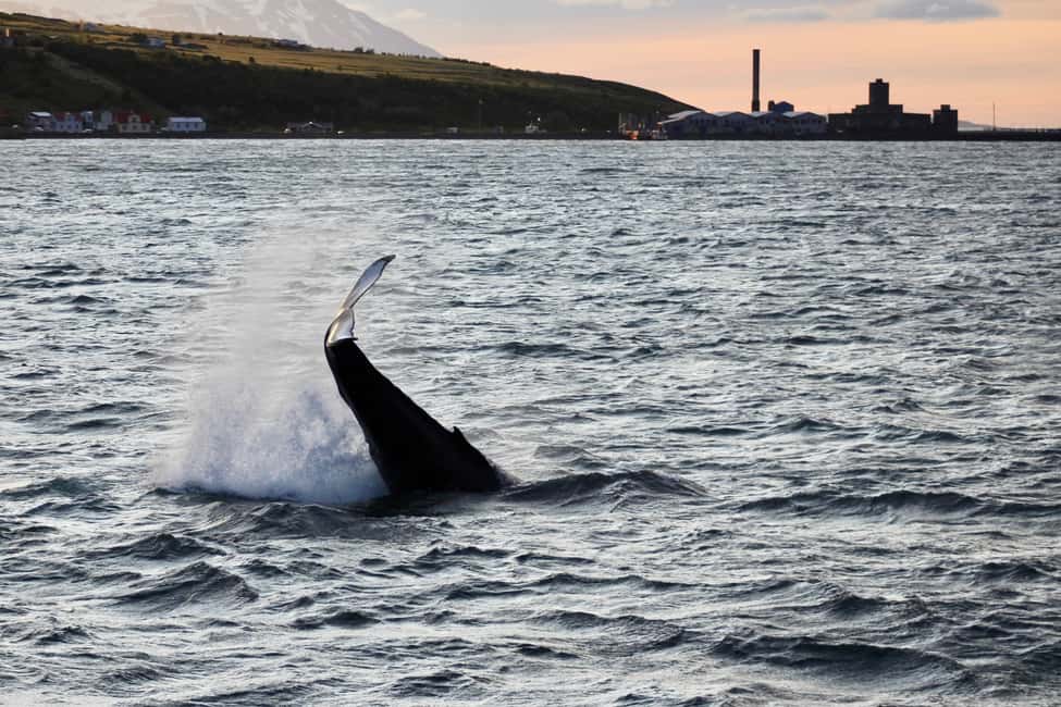 Image N°8 de Akureyri : observation des baleines sous le soleil de minuit activité à Norðurland eystra, publiée par le prestataire