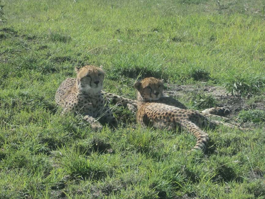 image n.4 of Nairobi National Park Full or Half-Day Tour with Guide activity in Nairobi, uploaded by supplier