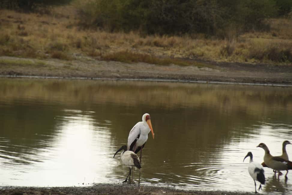 image n.9 of Nairobi National Park Full or Half-Day Tour with Guide activity in Nairobi, uploaded by supplier