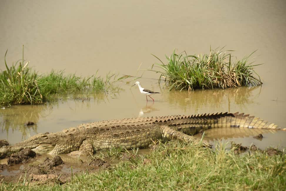 image n.5 of Nairobi National Park Full or Half-Day Tour with Guide activity in Nairobi, uploaded by supplier