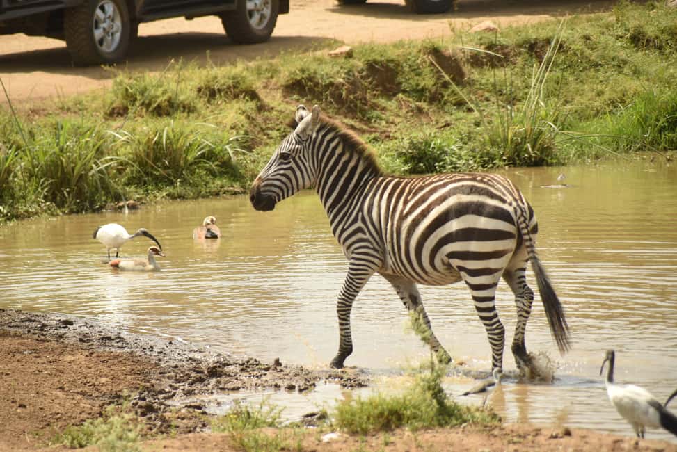 image n.11 of Nairobi National Park Full or Half-Day Tour with Guide activity in Nairobi, uploaded by supplier