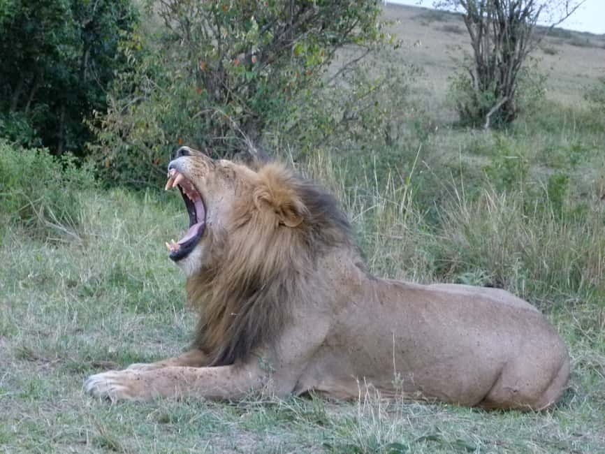 image n.1 of Nairobi National Park Full or Half-Day Tour with Guide activity in Nairobi, uploaded by supplier