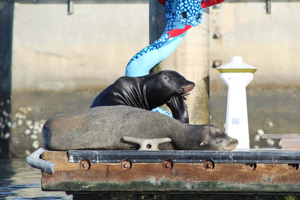 image n.7 of Marina Del Rey: Kayak and Paddleboard Tour with Sea Lions activity in Los Angeles, uploaded by supplier