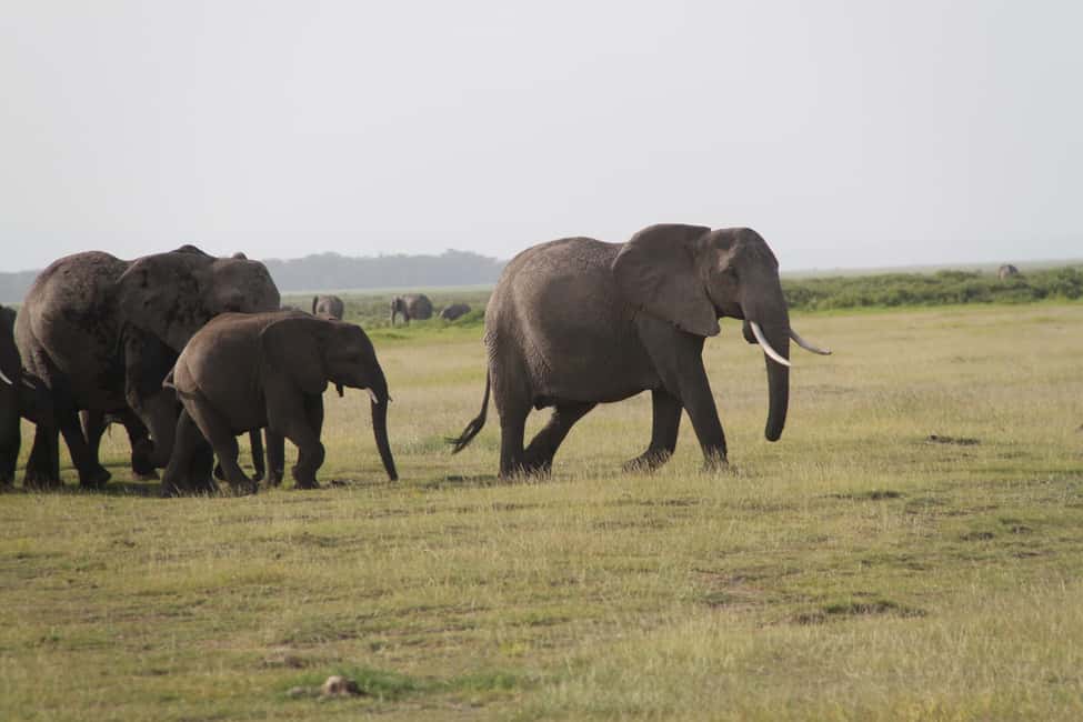 image n.3 of Amboseli National Park: Guided Full Day Tour activity in Central Kenya, uploaded by supplier