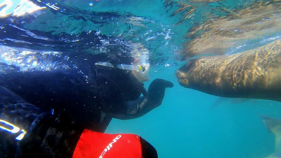 Bild Nr. 2 von Puerto Madryn: Schnorchelausflug mit Seelöwen Aktivität in Puerto Madryn, hochgeladen vom Anbieter