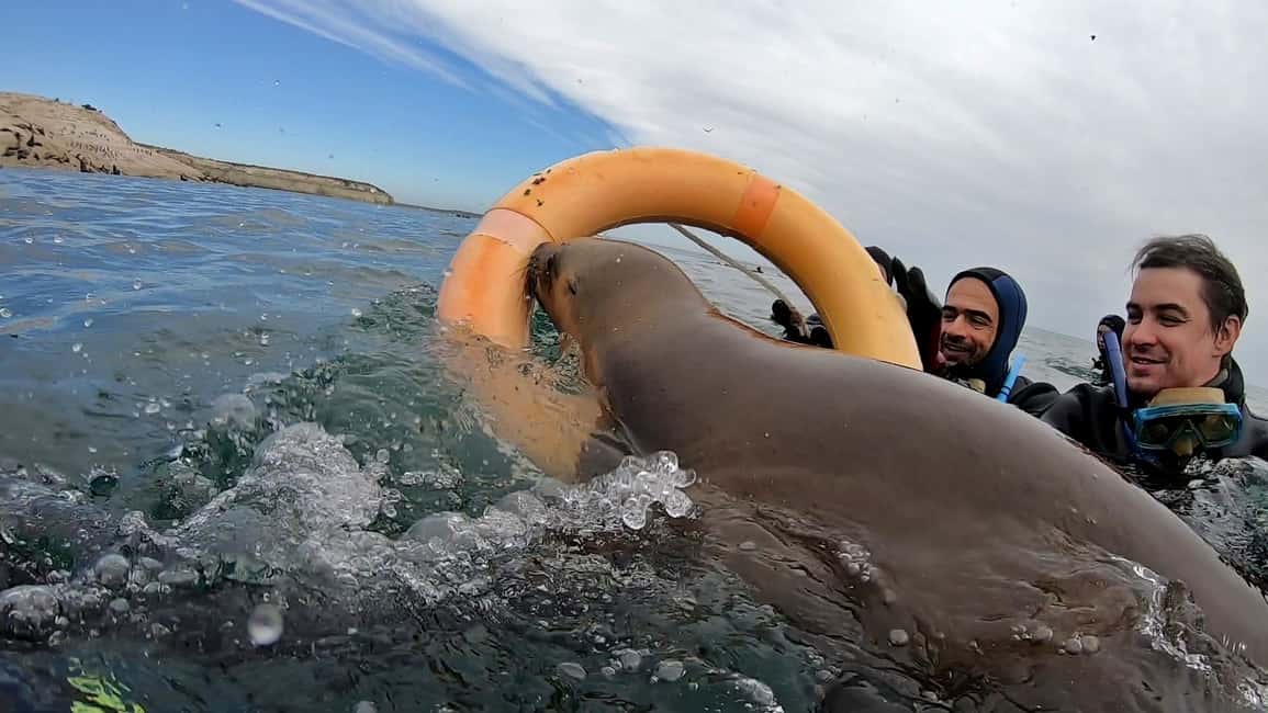 Bild Nr. 9 von Puerto Madryn: Schnorchelausflug mit Seelöwen Aktivität in Puerto Madryn, hochgeladen vom Anbieter