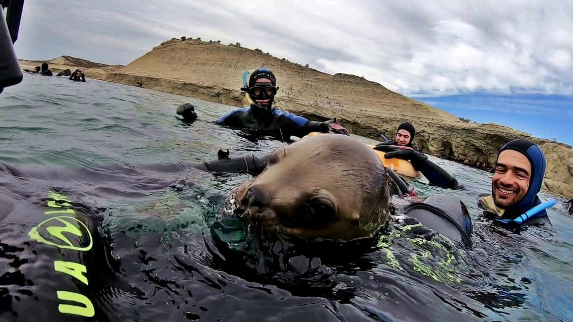 Bild Nr. 5 von Puerto Madryn: Schnorchelausflug mit Seelöwen Aktivität in Puerto Madryn, hochgeladen vom Anbieter