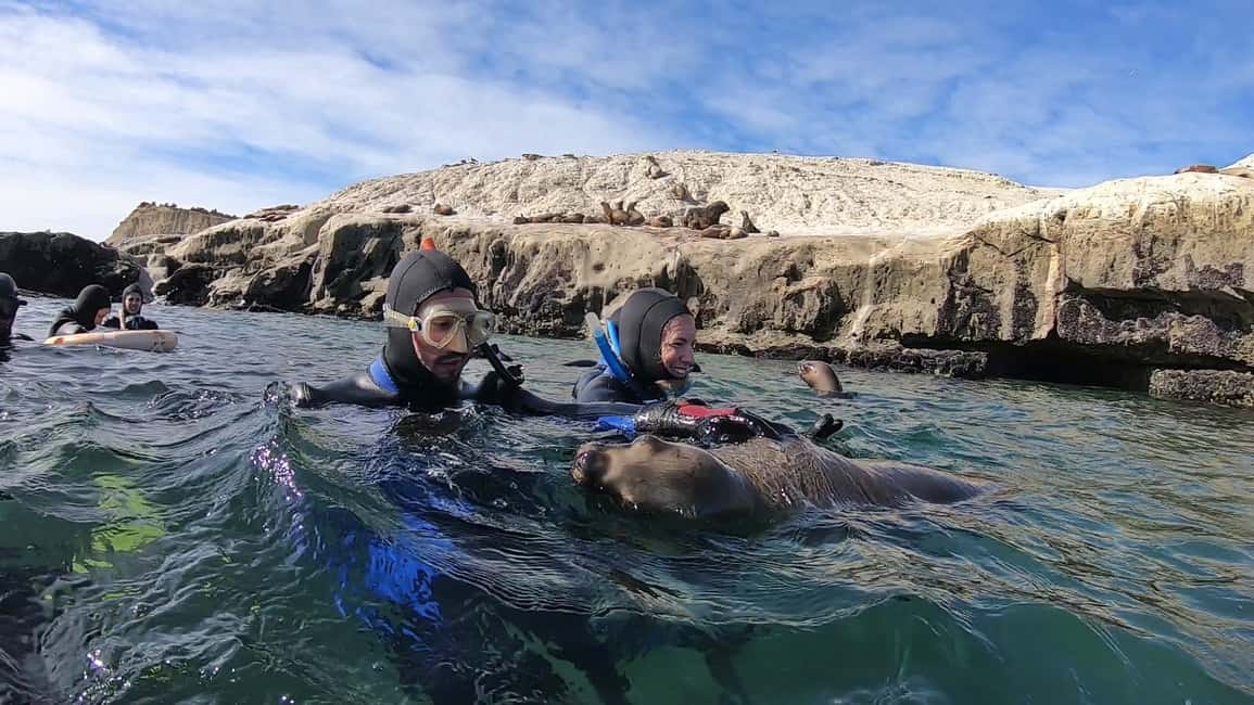 Bild Nr. 12 von Puerto Madryn: Schnorchelausflug mit Seelöwen Aktivität in Puerto Madryn, hochgeladen vom Anbieter