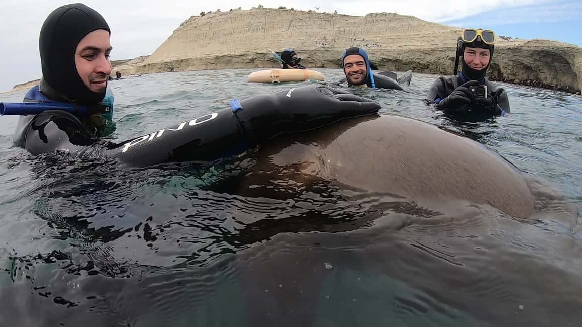 Bild Nr. 10 von Puerto Madryn: Schnorchelausflug mit Seelöwen Aktivität in Puerto Madryn, hochgeladen vom Anbieter