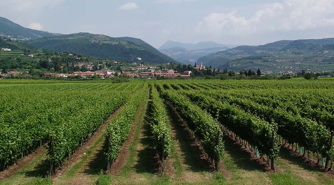 afbeelding n.3 van Veneto: Amarone kook- en proefervaring in een villa activiteit in Lombardije, geüpload door aanbieder