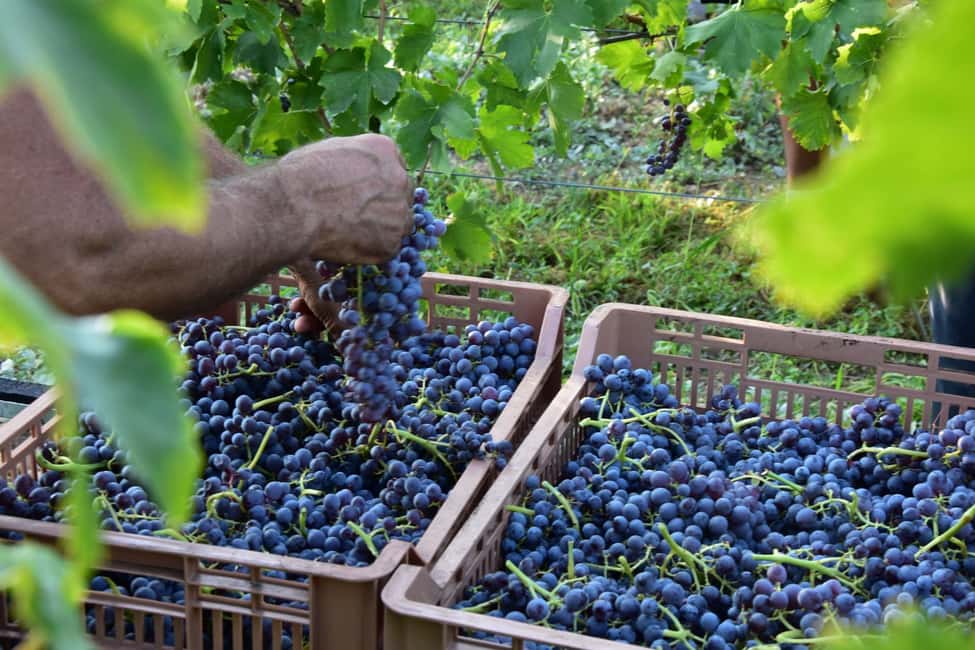 afbeelding n.5 van Veneto: Amarone kook- en proefervaring in een villa activiteit in Lombardije, geüpload door aanbieder
