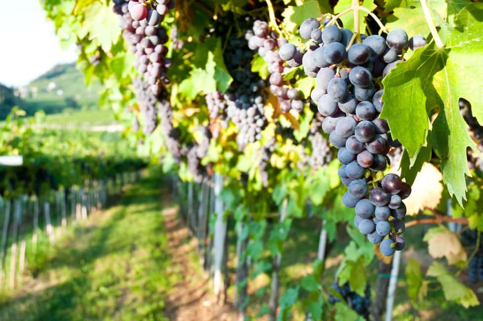 afbeelding n.16 van Veneto: Amarone kook- en proefervaring in een villa activiteit in Lombardije, geüpload door aanbieder