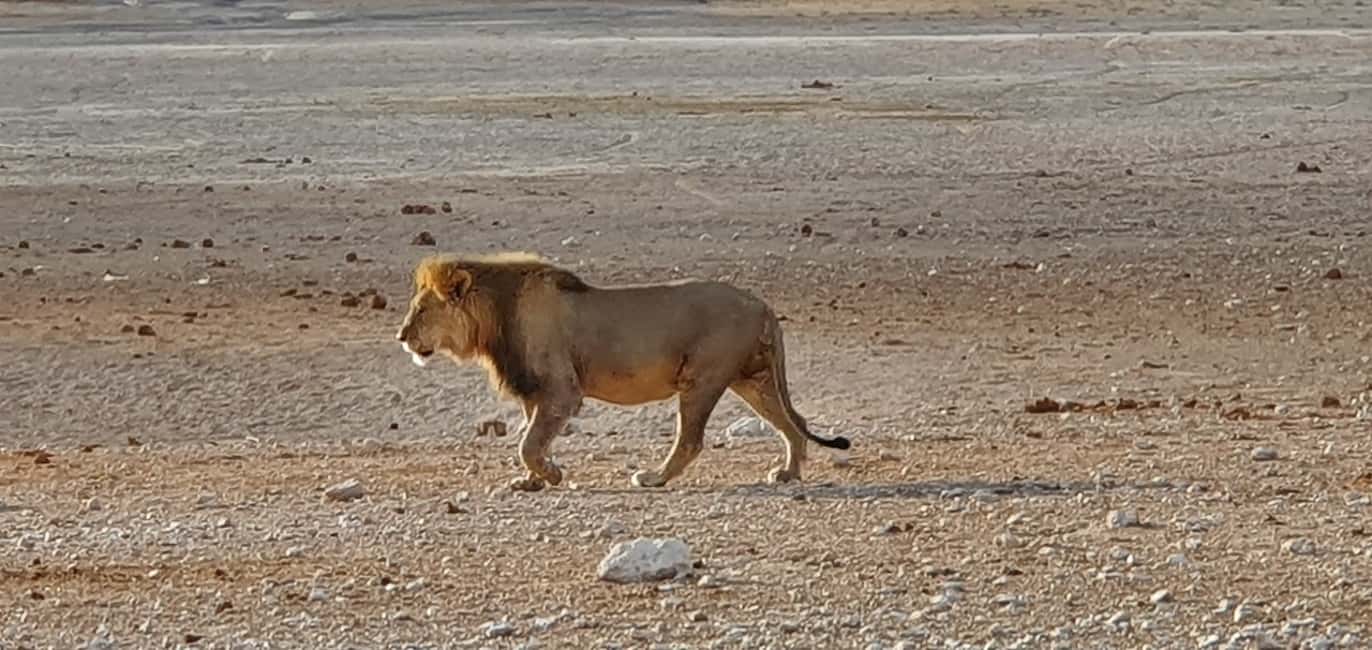 image n.6 of Etosha National Park: Full or Half-Day Game Drive activity in Oshikoto Region, uploaded by supplier