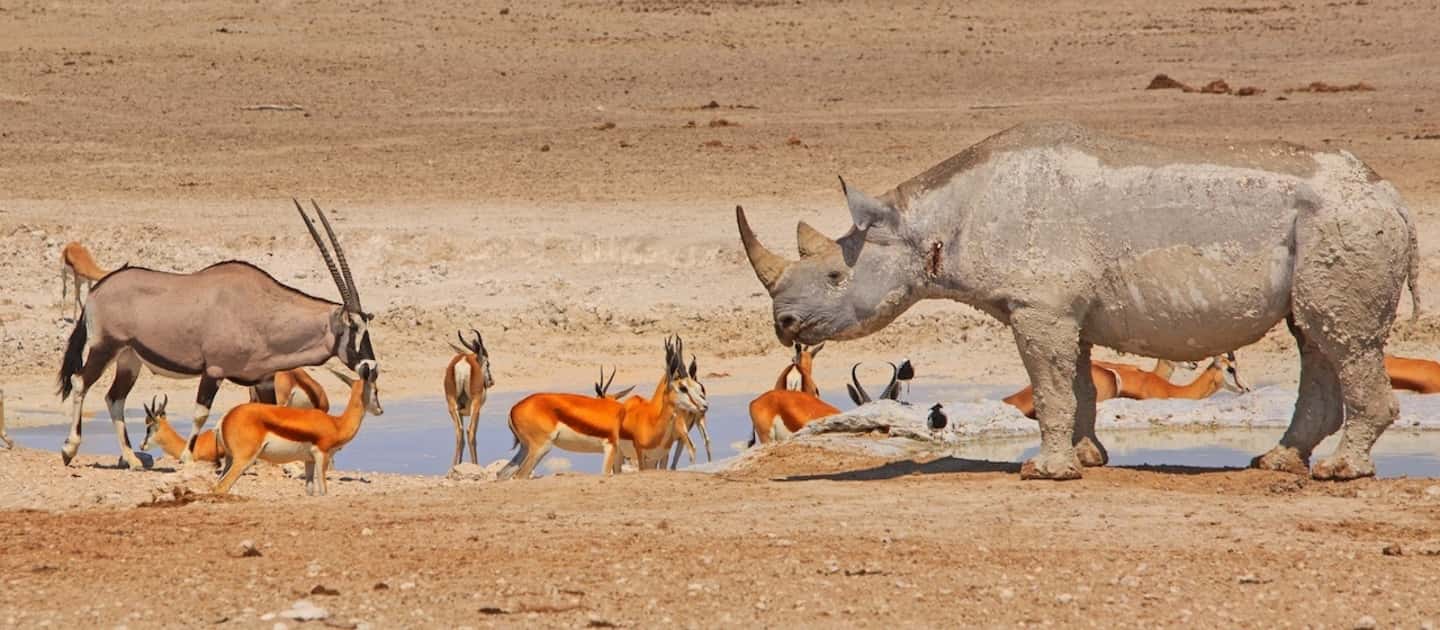 image n.5 of Etosha National Park: Full or Half-Day Game Drive activity in Oshikoto Region, uploaded by supplier