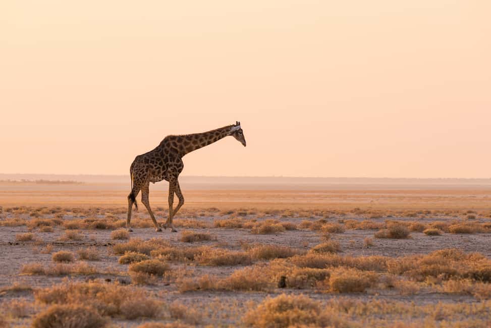 image n.10 of Etosha National Park: Full or Half-Day Game Drive activity in Oshikoto Region, uploaded by supplier