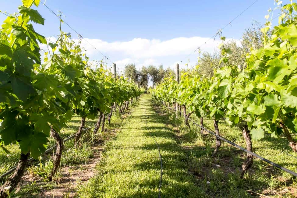 image n.4 of Mendoza: Winebike Tasting Tour with Optional Lunch activity in Mendoza, uploaded by supplier
