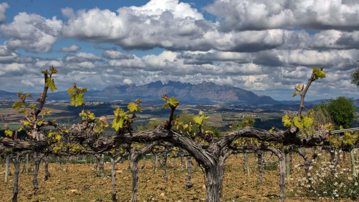 billede nr.11 af aktiviteten Fra Barcelona: Montserrat-frokost og vinsmagning i vingård i Catalonien, uploadet af udbyder