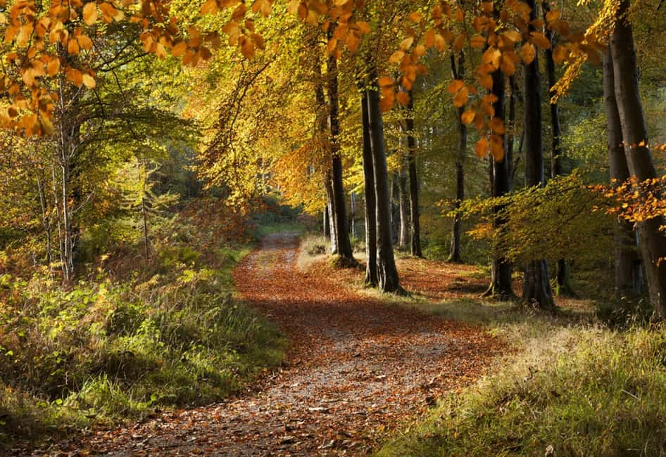 imagem n.2 de Faz uma caminhada pela floresta de Tollymore: Game of Thrones - Caminhada na Floresta de Tollymore atividade em Condado de Down, carregada pelo fornecedor