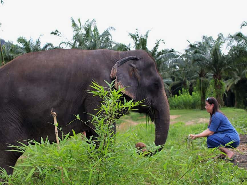 image n.2 of Ko Lanta Yai: Half-Day Ethical Elephant Sanctuary Tour activity in Gulf of Thailand, uploaded by supplier