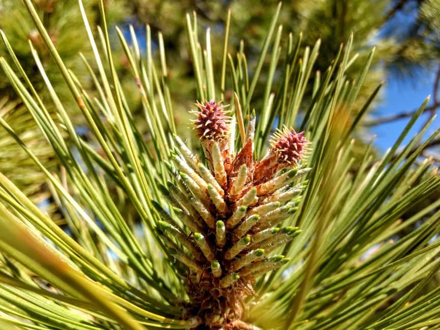 image n.8 of Bryce: Guided Sightseeing Tour of Bryce Canyon National Park activity in Utah, uploaded by supplier