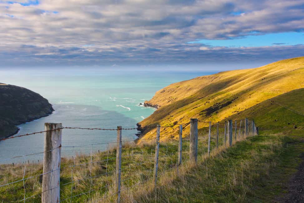 image n.6 of Akaroa: Pohatu Little Penguins 3-Hour Evening Experience activity in Akaroa, uploaded by supplier