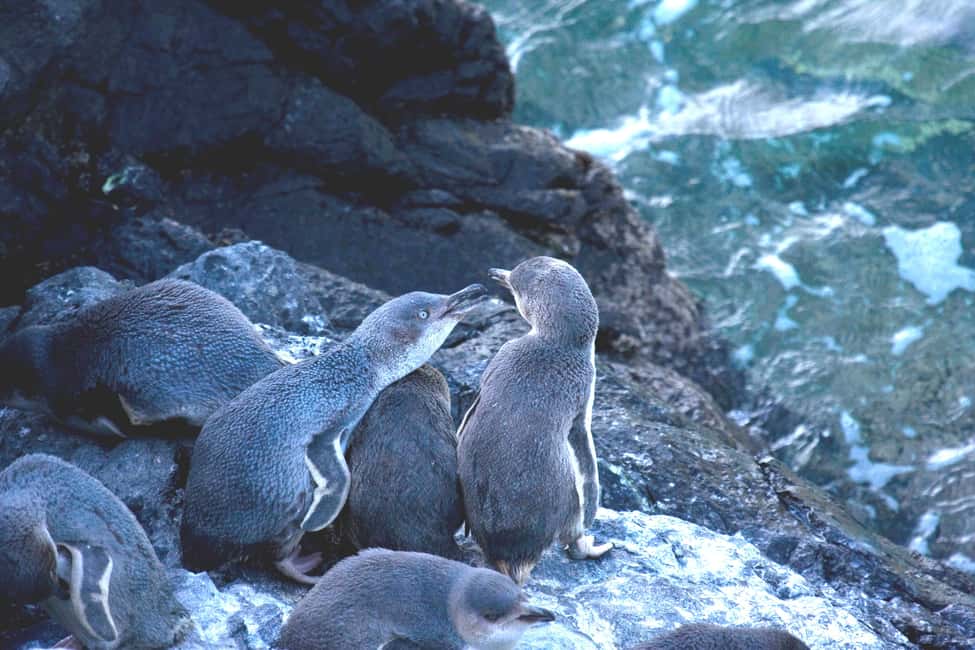 image n.7 of Akaroa: Pohatu Little Penguins 3-Hour Evening Experience activity in Akaroa, uploaded by supplier