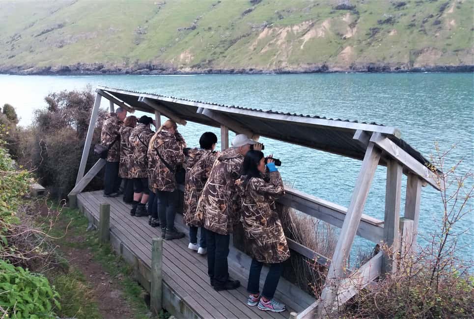 image n.8 of Akaroa: Pohatu Little Penguins 3-Hour Evening Experience activity in Akaroa, uploaded by supplier