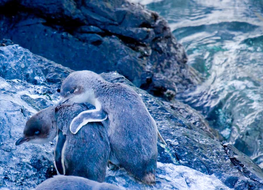 image n.10 of Akaroa: Pohatu Little Penguins 3-Hour Evening Experience activity in Akaroa, uploaded by supplier