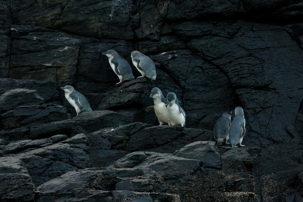 image n.11 of Akaroa: Pohatu Little Penguins 3-Hour Evening Experience activity in Akaroa, uploaded by supplier