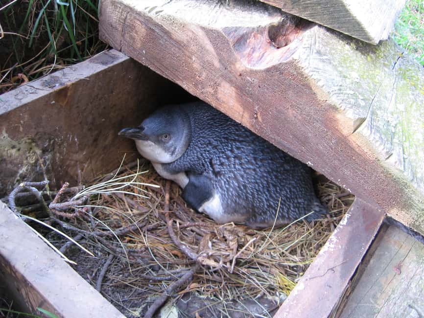 image n.12 of Akaroa: Pohatu Little Penguins 3-Hour Evening Experience activity in Akaroa, uploaded by supplier