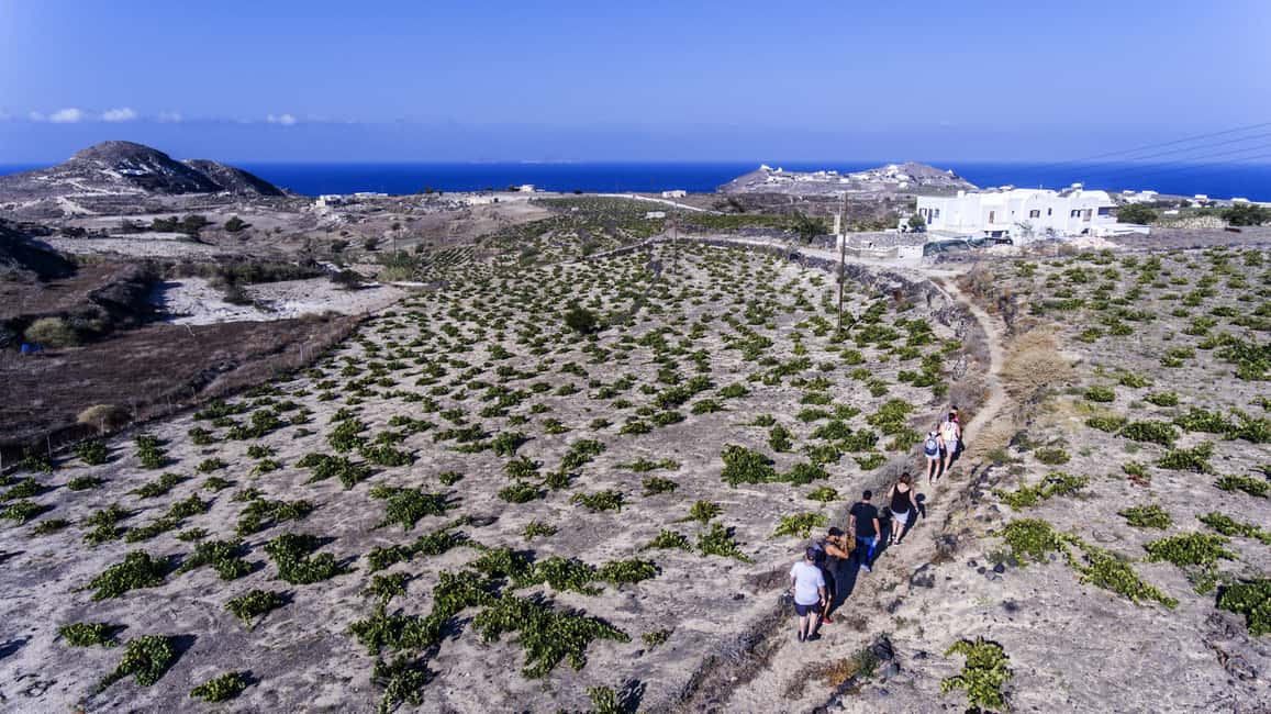 imagem n.7 de Santorini: Aula de culinária e caminhada fácil atividade em Fira, Santorini, carregada pelo fornecedor