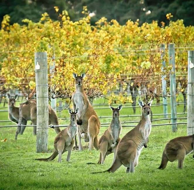 image n.13 of Margaret River: Full-Day Wine Tour activity in Busselton, uploaded by supplier