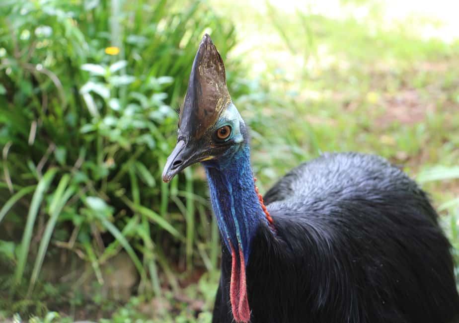 image n.5 of Day Trip: Rainforest & Aboriginal Culture Tour activity in Kuranda, uploaded by supplier