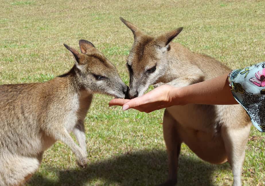 image n.4 of Day Trip: Rainforest & Aboriginal Culture Tour activity in Kuranda, uploaded by supplier