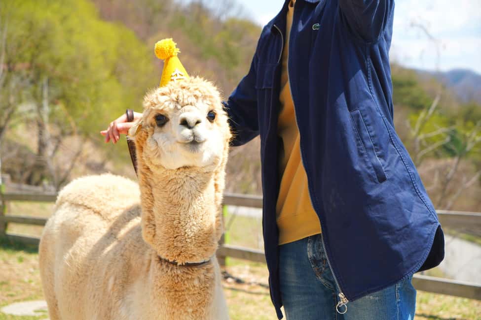 image n.14 of Seoul to/from Nami Island or Alpaca World: Shuttle Service activity in Seoul, uploaded by supplier