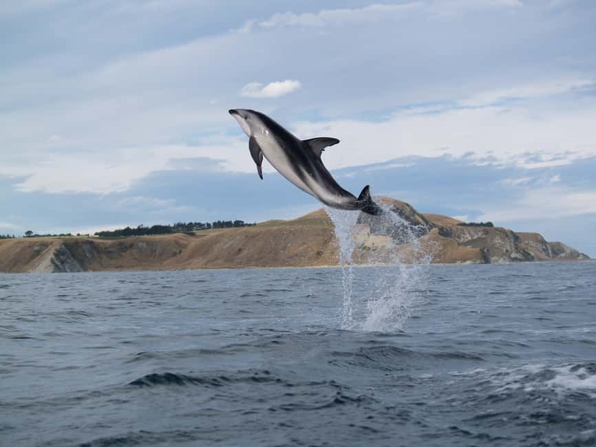 image n.9 of Kaikoura: Sunset Evening Kayaking Tour activity in Kaikoura, uploaded by supplier