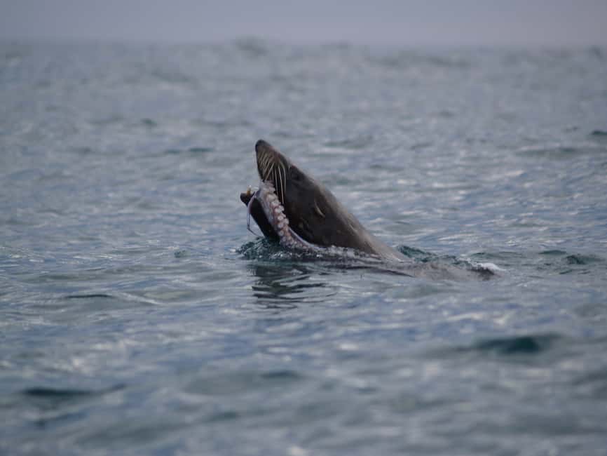image n.11 of Kaikoura: Sunset Evening Kayaking Tour activity in Kaikoura, uploaded by supplier