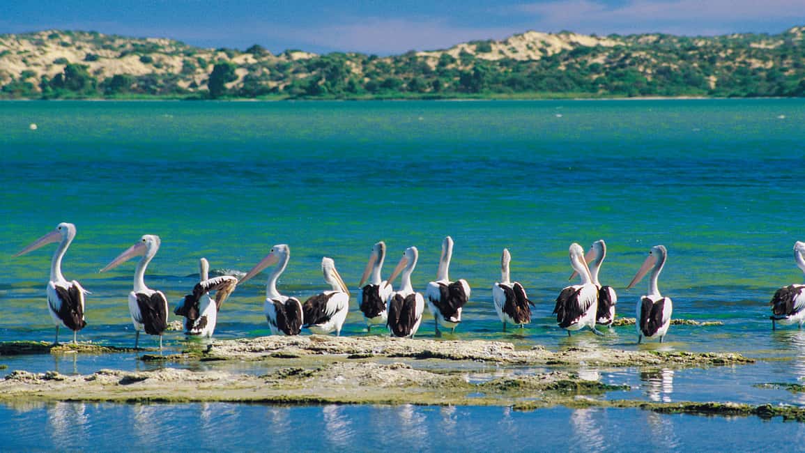 imagen n.º 4 de Desde Goolwa Crucero por la Boca del Murray actividad en Goolwa, subida por el proveedor