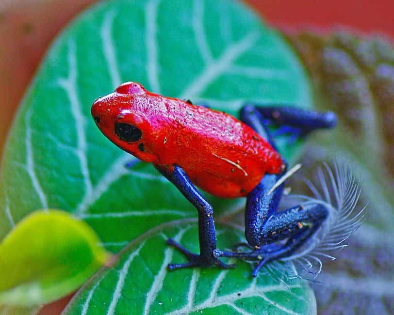 image n.32 of Carara National Park: Best Tour Carara National Park-One Day activity in Puntarenas Province, uploaded by supplier