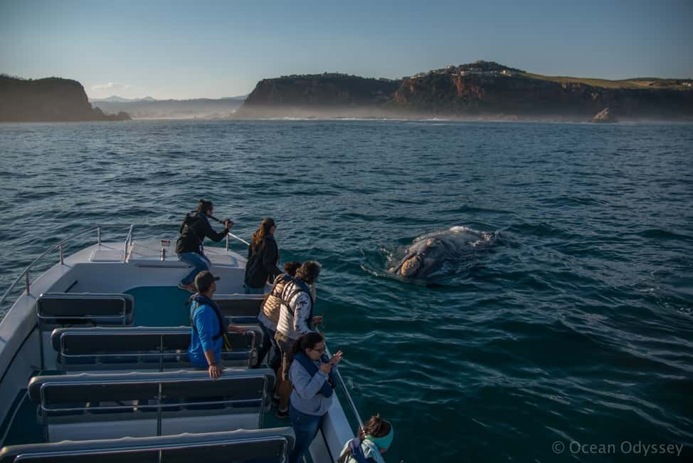 image n.2 of Knysna: Close Encounter Whale Watching Tour by Boat activity in Knysna, uploaded by supplier