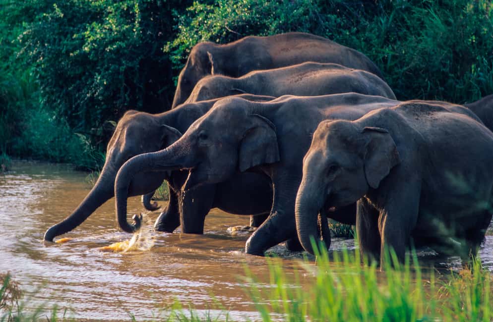 image n.2 of Wasgamuwa: Wasgamuwa National Park Private 3-Hour Safari activity in Sigiriya, uploaded by supplier