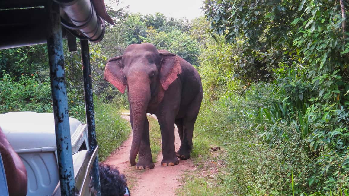 image n.4 of Wasgamuwa: Wasgamuwa National Park Private 3-Hour Safari activity in Sigiriya, uploaded by supplier