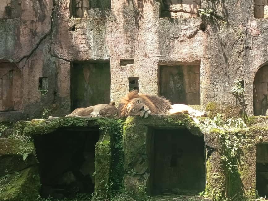 image n.22 of Jakarta : Taman Safari, Panda Palace, and Waterfall activity in Bogor, uploaded by supplier